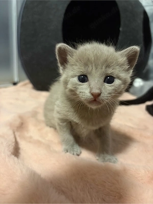 Kitten weibchen 