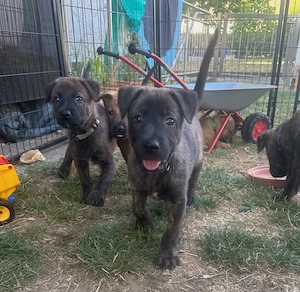 Malinois x Hollandse Herder Welpen - nur noch 3 Welpen frei