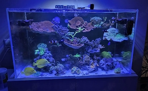 Nyos Opus Meerwasser Aquarium 300l mit allem