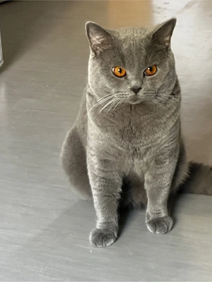 BKH Deckkater der Kater   Nicht zum Verkauf Bild 1