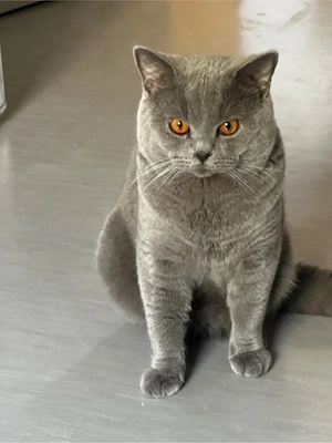 BKH Deckkater der Kater   Nicht zum Verkauf Bild 2
