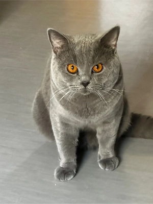 BKH Deckkater der Kater   Nicht zum Verkauf Bild 3