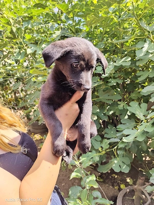 Nur noch ein Schäferhund Mädel sucht liebevolle Besitzer