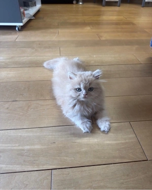Katzenbaby