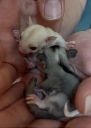 Sugar Glider Weibchen 