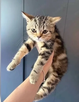 BKH Mix Kater 