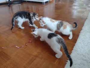 Süße Katzenbabys   12 Wochen alt und bereit für ihr neues Zuhause Bild 2