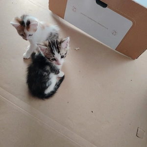 Süße Katzenbabys   12 Wochen alt und bereit für ihr neues Zuhause Bild 4