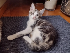 Süße Katzenbabys   12 Wochen alt und bereit für ihr neues Zuhause Bild 3