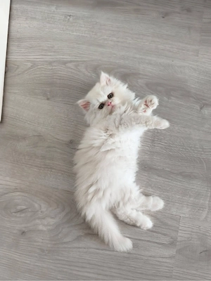 baby Bkh katzen 