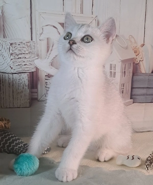 ABGABEBEREIT BKH Reinrassige Britisch Kurzhaar Kater Junge Kitten Kätzchen black silver shadet ns 11