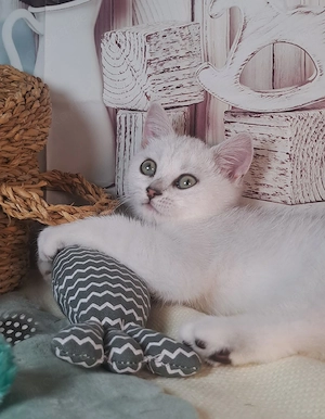 ABGABEBEREIT BKH Reinrassige Britisch Kurzhaar Kater Junge Kitten Kätzchen black silver shadet ns 11