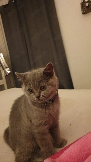 BKH kitten 