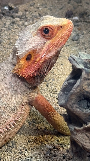 Bartagame in gute Hände abzugeben 