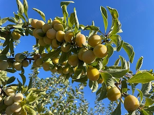 Frische Pfälzer Mirabellen