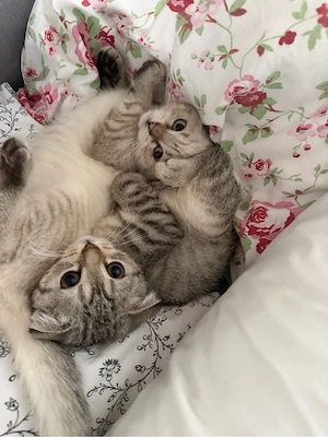      Zwei bezaubernde Kitten suchen gemeinsam ein liebevolles Zuhause     