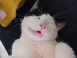 kater cookie 