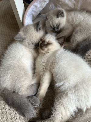 BKH Kitten 