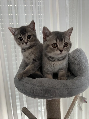 BKH Kitten 