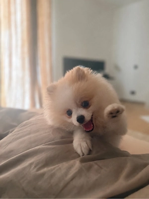 pomeranian zwergspitz