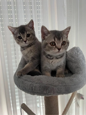 BKH Kitten
