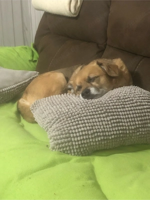 Suche Hund für meine Mutter