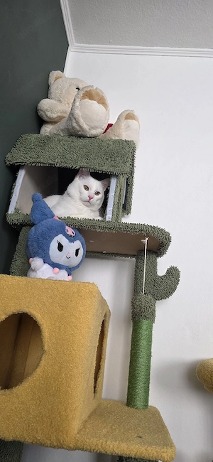    Liebevoller weißer Kater sucht ein neues Zuhause   