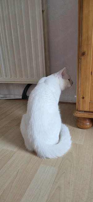    Liebevoller weißer Kater sucht ein neues Zuhause   