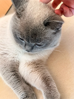 BKH Bluepoint Kater