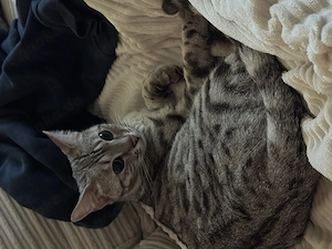 Bengalmädchen in silber