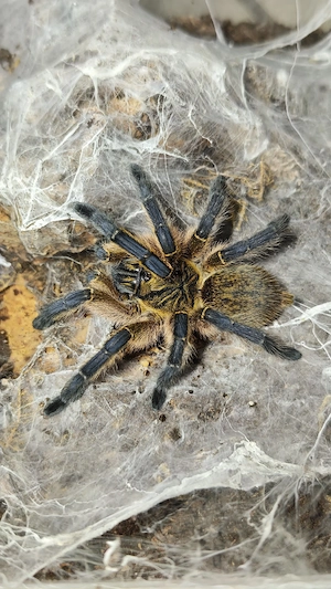 Vogelspinnen Lasiodora Harpactira Tliltocatl Grammostola Chilobrachys