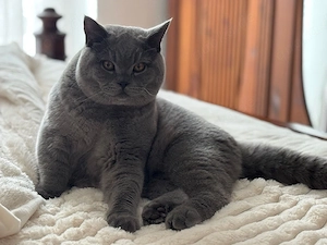 BKH Katze männlich