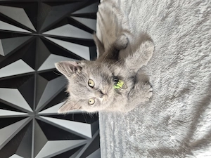 Unsere letzten 3 BKH Kitten suchen noch ihren neuen Kuschelplatz