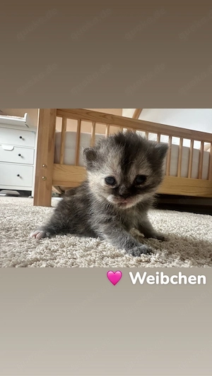 Wunderschöne BKH-Kitten suchen ein liebevolles Zuhause