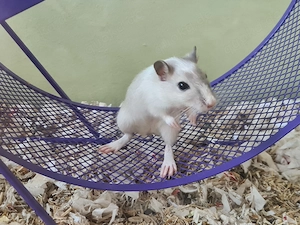 Rennmäuse Rennmaus Wüstenrennmäuse Nachwuchs