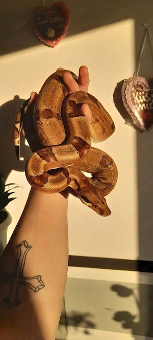 Hypo het Blood Boa Constrictor 