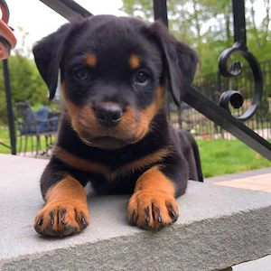Entzückender Rottweiler-Welpe sucht ein neues Zuhause