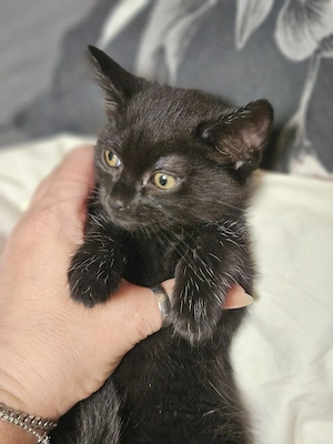 Katzen baby 