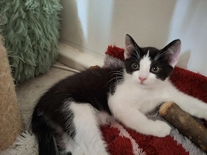Katzenbaby Birmamix