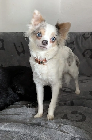 Chihuahua Hündin sucht besonderes Zuhause 