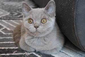 Wunderschöne BKH Kitten 