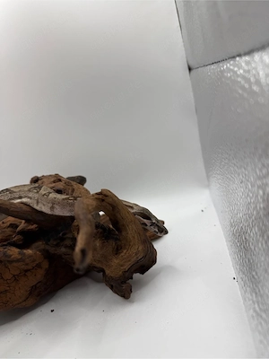     Boa Imperator Jungtier   Hypo 66 % Het Albino (Kahl)