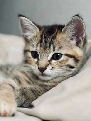BKH und American Shorthair mix Kitte Bild 2
