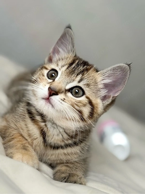 BKH und American Shorthair mix Kitte Bild 4