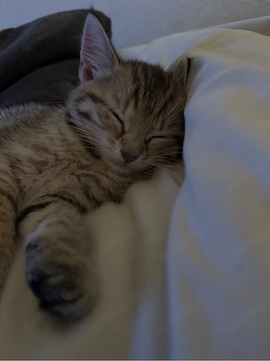 BKH und American Shorthair mix Kitte