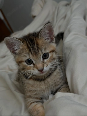 BKH und American Shorthair mix Kitte Bild 3