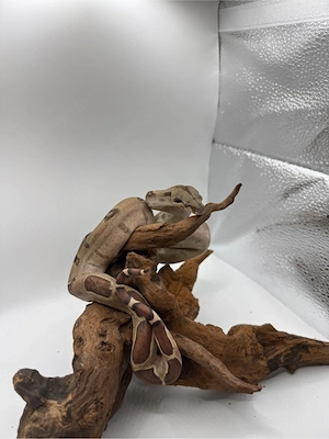 Boa Imperator Jungtier Hypo 66 % Het Albino (Kahl)