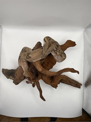 Boa Imperator Jungtier Hypo 66 % Het Albino (Kahl)