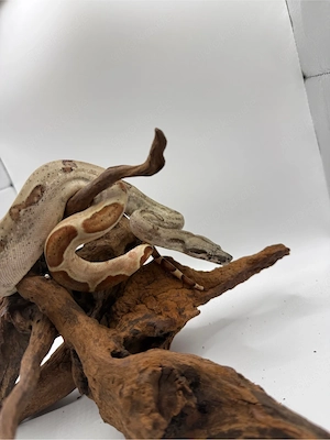 Boa Imperator Jungtier Hypo 66 % Het Albino (Kahl)