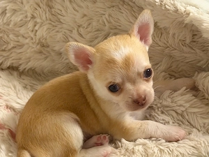 Chihuahua Welpen mit Ahnentafel